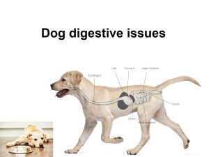 Dog digestive issues