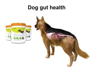 Dog gut health