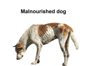 Malnourished dog