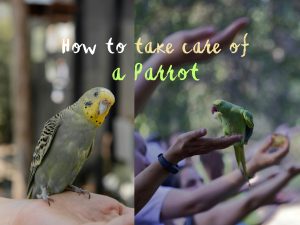 How to take care of a Parrot