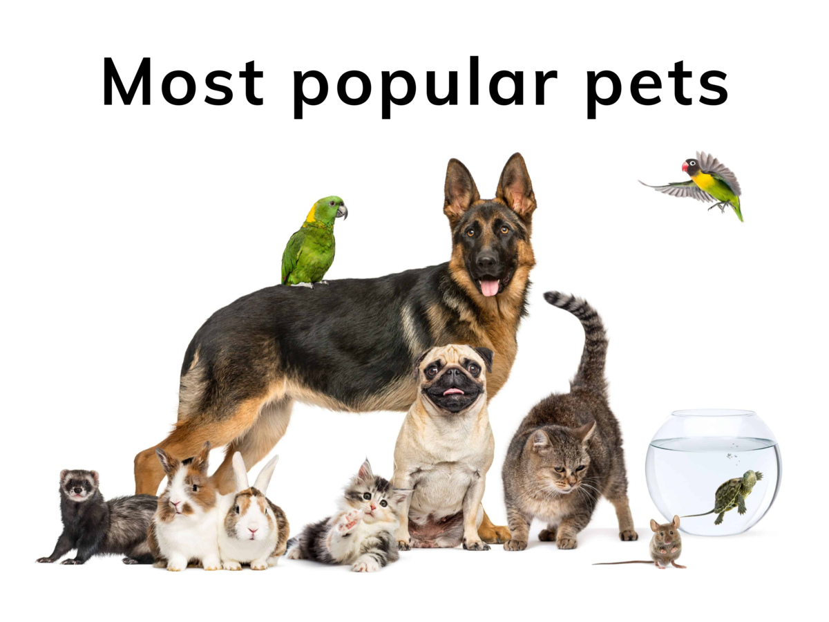 Most popular pets