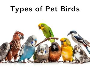 Types of Pet Birds