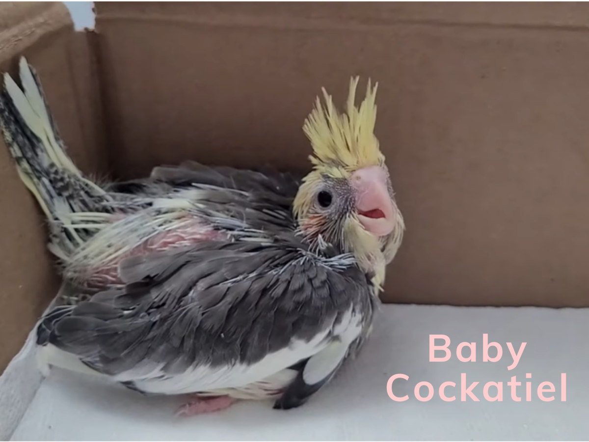 Baby cockatiel