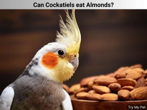 Can Cockatiels eat Almonds