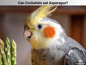 Can Cockatiels eat Asparagus