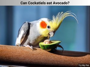 Can Cockatiels eat Avocado