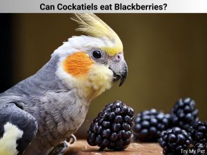 Can Cockatiels eat Blackberries