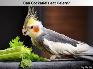 Can Cockatiels eat Celery