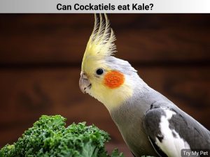 Can Cockatiels eat Kale