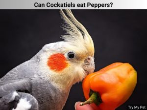 Can Cockatiels eat Peppers