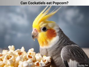 Can Cockatiels eat Popcorn