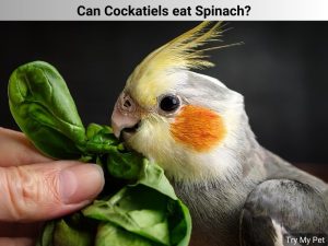 Can Cockatiels eat Spinach