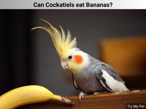Can Cockatiels eat Bananas