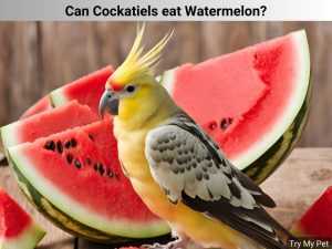 Can Cockatiels eat Watermelon