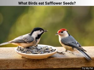 What Birds eat Safflower Seeds