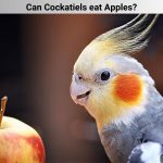 Can Cockatiels eat Apples?