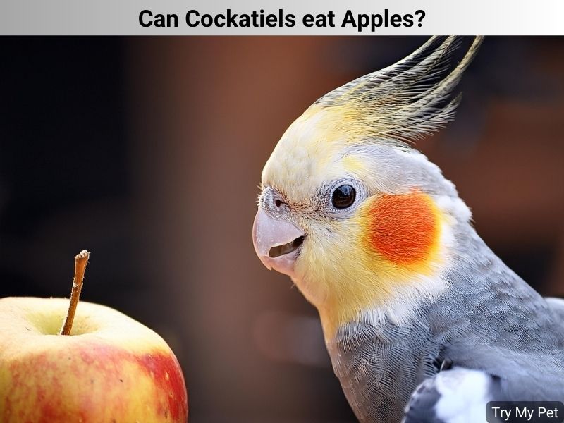 Can Cockatiels eat Apples