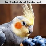 Can Cockatiels eat Blueberries?