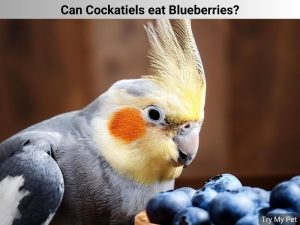 Can Cockatiels eat Blueberries