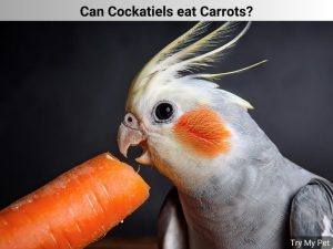 Can Cockatiels eat Carrots
