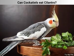Can Cockatiels eat Cilantro