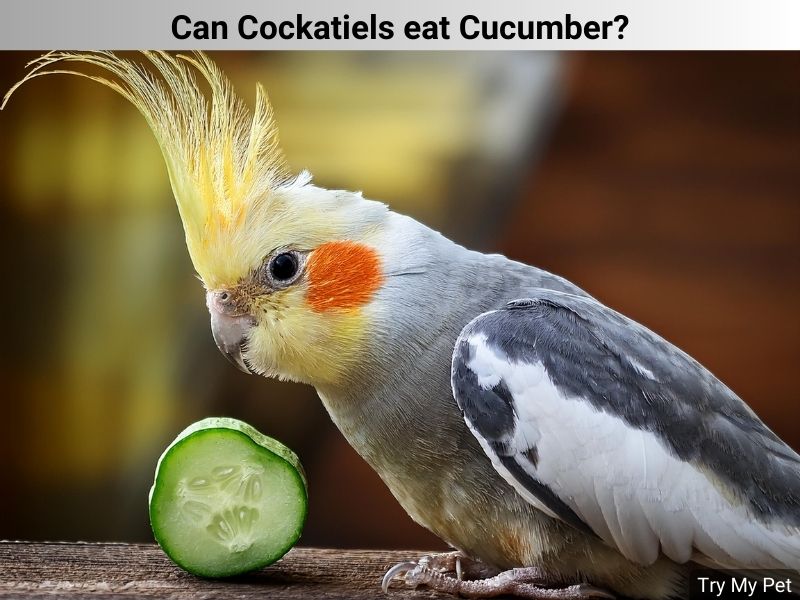 Can Cockatiels eat Cucumber