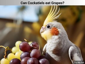 Can Cockatiels eat Grapes