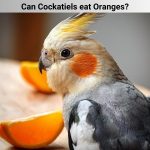 Can Cockatiels eat Oranges?