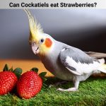 Can Cockatiels eat Strawberries?