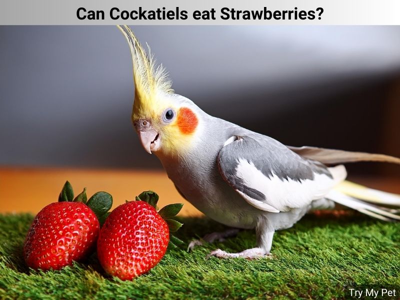 Can Cockatiels eat Strawberries